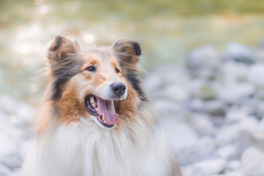Portrait of adorable gold rough collie