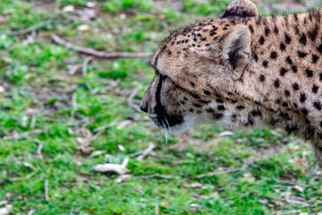 Guépard