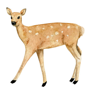 Watercolor hand drawn spotted deer isolated on white background. Design element with fawn good for poster, print, card, invitation etc.