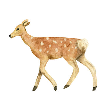 Watercolor hand drawn spotted deer isolated on white background. Design element with fawn good for poster, print, card, invitation etc.