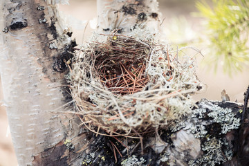 Naklejka premium The breeding family nest is made of birds from grass, branches and pine needles on birch tree in the forest.