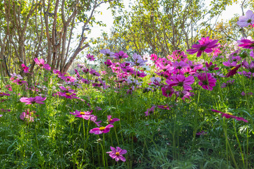 Fototapeta premium Cosmos variety of colors flowers in the garden, morning fresh air, oxygen to the body to power the whole day, a place to relax, the event. soft focus.