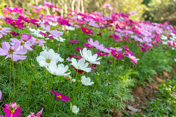Obraz premium Cosmos variety of colors flowers in the garden, morning fresh air, oxygen to the body to power the whole day, a place to relax, the event. soft focus.