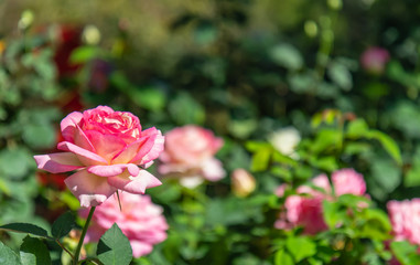 Sweet color roses in soft style garden. Raindrops every morning with in nature. Create atmosphere of love. Soft focus.