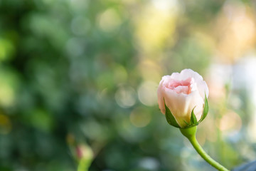 Obraz premium Sweet color roses in soft style garden. Raindrops every morning with in nature. Create atmosphere of love. Soft focus.