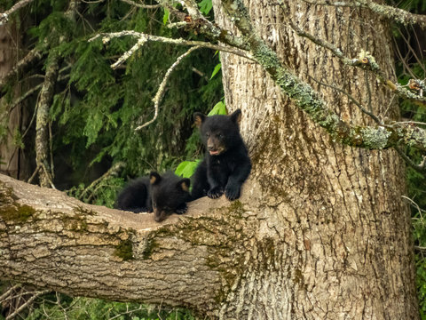 Black Bears