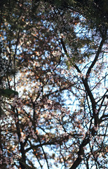 First spring flowers sprouting in tree