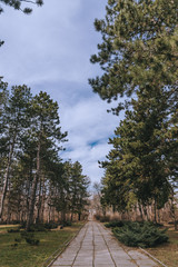 небо с ветками от деревьев, sky with branches from trees