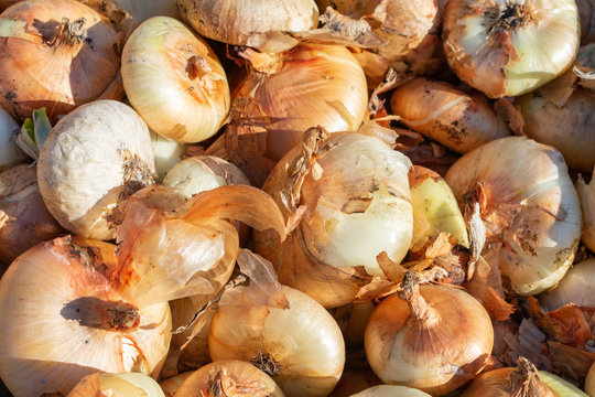 Background of a Pile of Cipollini Onions