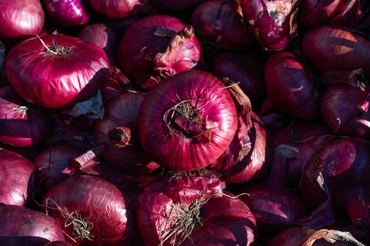 Background of a Pile of Purple Cipollini Onions