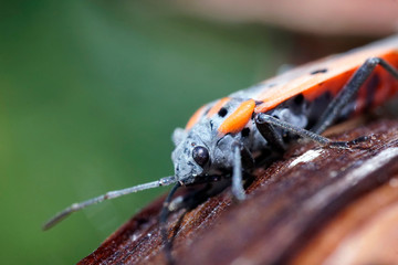 European firebug - close up macro-photograph.
