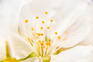 Obraz premium Detail of different flowers of fruit trees