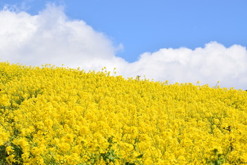 菜の花畑