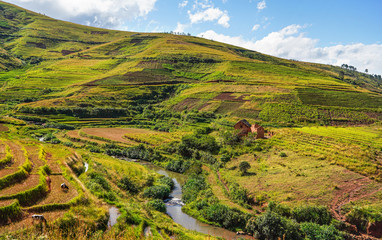 Typical Madagascar landscape - green and yellow rice terrace fields on small hills with clay houses in Andringitra region near Sendrisoa - obrazy, fototapety, plakaty