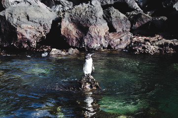 Cute lone Galápagos penguin stands on a rock in the Galapagos Islands, Ecuador, after swimming in the Pacific Ocean