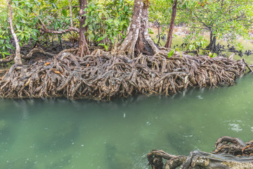 Fototapeta na wymiar Tha Pom Khlong Song Nam mangrove forest at krabi, Krabi, Thailand. National Park.