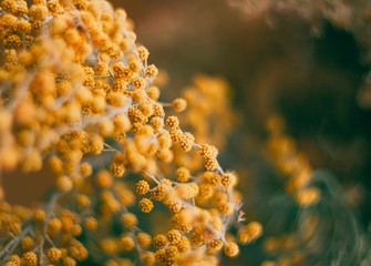 Acacia dealbata (silver wattle or mimosa) close-up, macro. Concept of spring season.