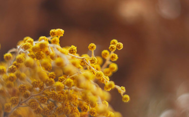Acacia dealbata (silver wattle or mimosa) close-up, macro. Concept of spring season.