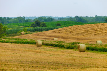 Fototapeta premium Round hay or straw bales in a freshly harvested field