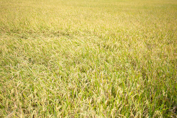 The background of the rice fields where the yellow rice fields are fully mature, ready to be harvested, giving good produce.