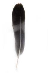 beautiful one black and gray feather seagull birds isolated on white background