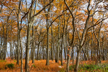New York Autumn Forest