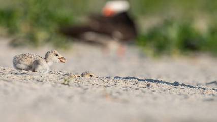 A clutch of three Black Skimmer nestlings.