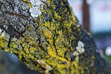 Tree trunk, moss and texture