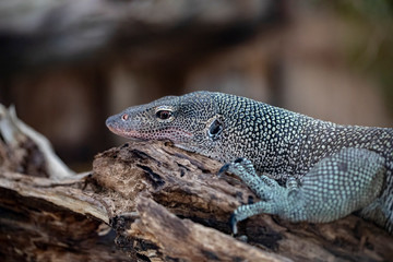 Varan