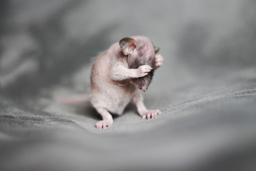 Baby rat Imagine Rattery
