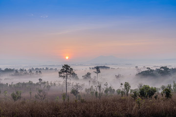 Morning light in the savanna forest of Thailand
