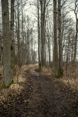 forest trees in sunny autumn day