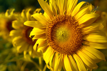 Naklejka premium Sunflower and nature background. Close-up of sunflower