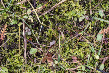 nature abstract pattern texture with vegetation and small leaves