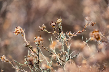 nature abstract pattern texture with vegetation and small leaves