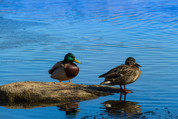 Close up of two ducks on a rock with their reflection in blue water