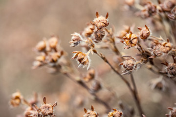 nature abstract pattern texture with vegetation and small leaves