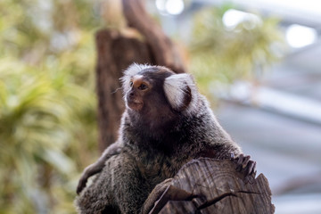 ouistiti à toupets blancs