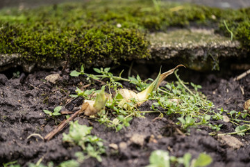 nature abstract pattern texture with vegetation and small leaves