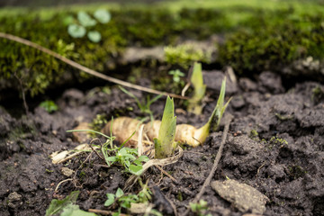 nature abstract pattern texture with vegetation and small leaves