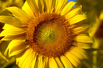 Sunflower and nature background. Close-up of sunflower