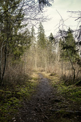 forest trees in sunny autumn day
