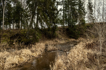 nature abstract pattern texture with vegetation and small leaves