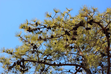 소나무잎과  솔방울