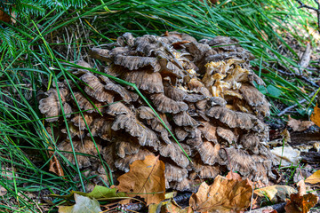 mushrooms in the forest
