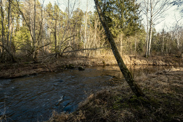 forest trees in sunny autumn day