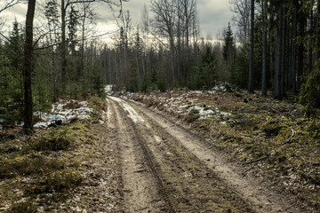 gravel dirt road in the forest