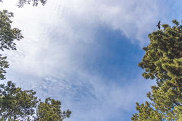 Fototapeta premium небо с ветками от деревьев, sky with branches from trees