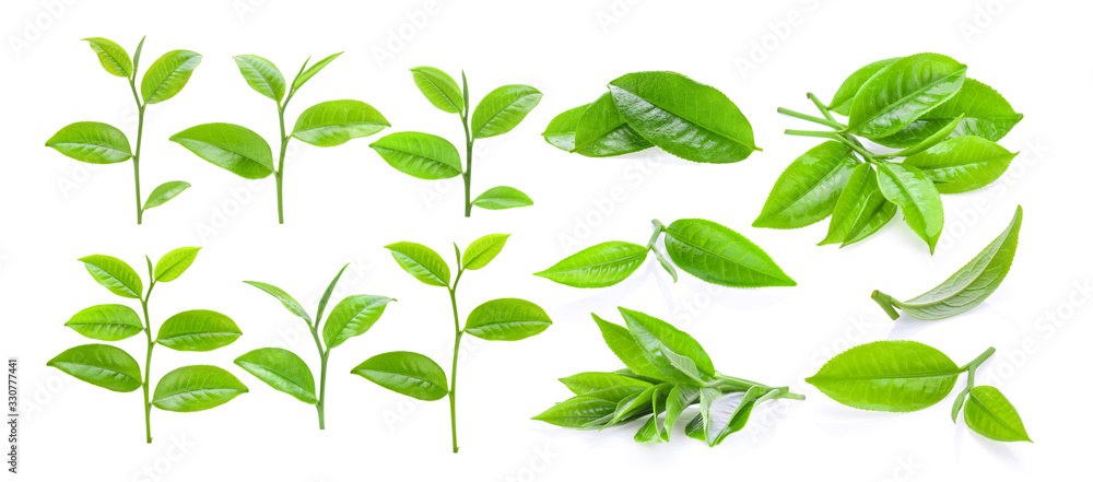 Wall mural set of young tea leaves isolated on white background