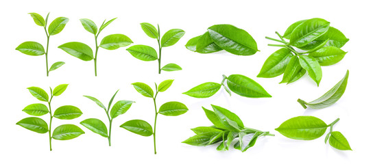 set of young tea leaves isolated on white background